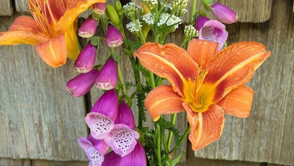 The Best Daylilies for Colour, Reliability, and Effortless Summer Gardens